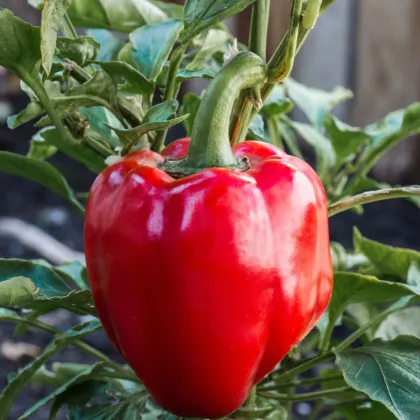 Paprika Beluga Red F1 - Capsicum annuum - predaj semien - 5 ks