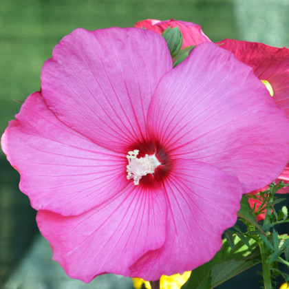 Ibištek bahenný Nippon Rose F1 - Hibiscus moscheutos - predaj semien - 5 ks