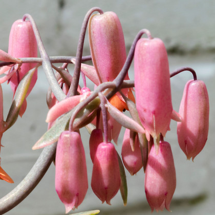 Kalanchoe laxiflora - Kalanchoe - predaj semien - 30 ks