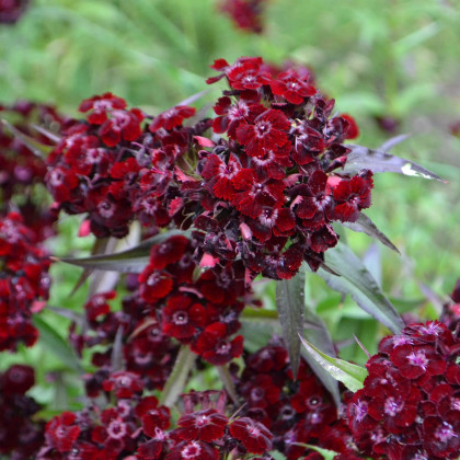 Klinček bradatý Sweet Black Cherry F1 - Dianthus barbatus - predaj semien - 20 ks