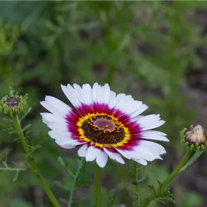 Margaréta - Chrysanthemum carinatum - predaj semien - 100 ks