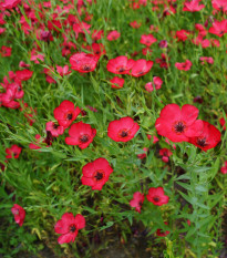 Ľan červený veľkokvetý - Linum grandiflorum - predaj semien - 140 ks