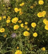 Margaréta ovsená Helios - Chrysantemum segetum - predaj semien - 100 ks