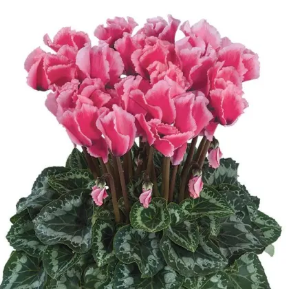 Cyklamén perzský Halios Curly Rose F1 - Cyclamen persicum - predaj semien - 6 ks