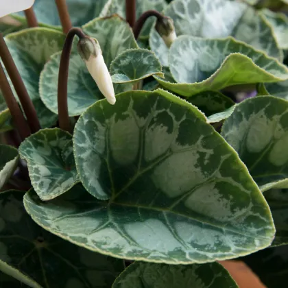 Cyklámen perzský Halios Pure White F1 - Cyclamen persicum - predaj semien - 6 ks