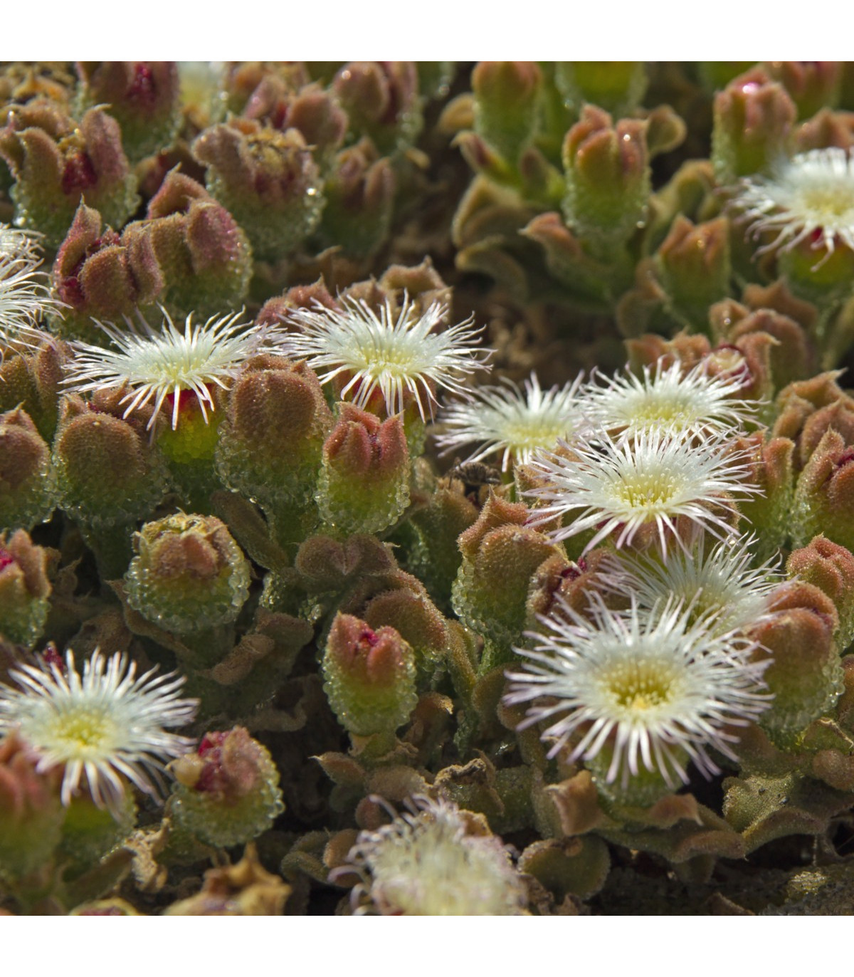 Poludňovka trblietavá - kosmatec kryštálový - Mesembryanthemum crystallinum - semiačka - 300 ks