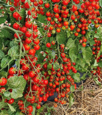 Paradajka Perlino červené F1 - Solanum lycopersicum - predaj semien - 6 ks