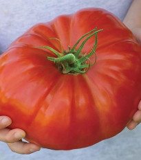 Paradajka Gigantomo F1 - Solanum lycopersicum - predaj semien - 5 ks