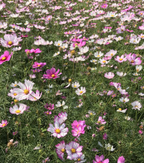 Krasuľka Sensation zmes farieb - Cosmos bipinatus - predaj semien - 20 ks