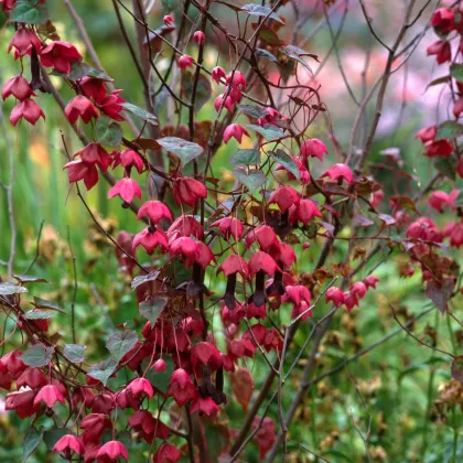 Rodochiton Purple Bells - Rhodochiton atrosanguineum - predaj semien - 6 ks