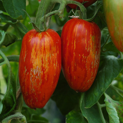 BIO Paradajka Striped Roman - Solanum lycopersicum - predaj bio semien - 7 ks