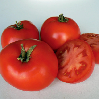 BIO Paradajka Legend PhR - Solanum lycopersicum - predaj bio semien - 7 ks