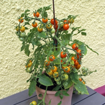 Paradajka Tiny Temptations Orange F1 PhR - Solanum lycopersicum - predaj semien - 5 ks