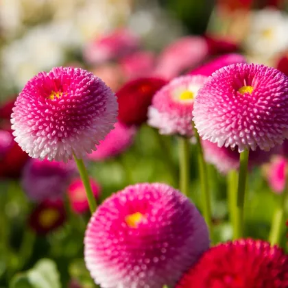 Sedmokráska obyčajná ružová - Bellis perennis - predaj semien - 0,1 g