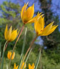 Tulipán lesný - Tulipa sylvestris - predaj cibuľovín - 3 ks