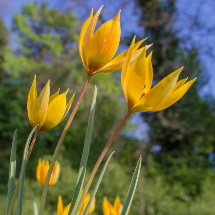Tulipán lesný - Tulipa sylvestris - predaj cibuľovín - 3 ks