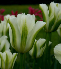 Tulipán Spring Green - Tulipa - predaj cibuľovín - 3 ks