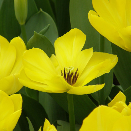 Tulipán Yellow Purissima - Tulipa - predaj cibuľovín - 3 ks