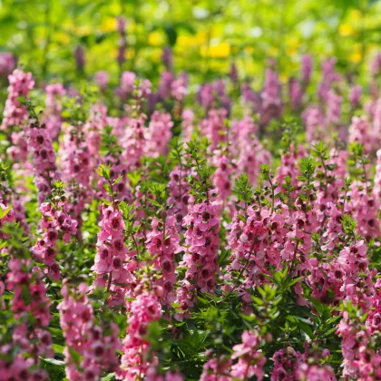 Angelónia úzkolistá Serenita pink - Angelonia angustifolia - predaj semien - 6 ks​