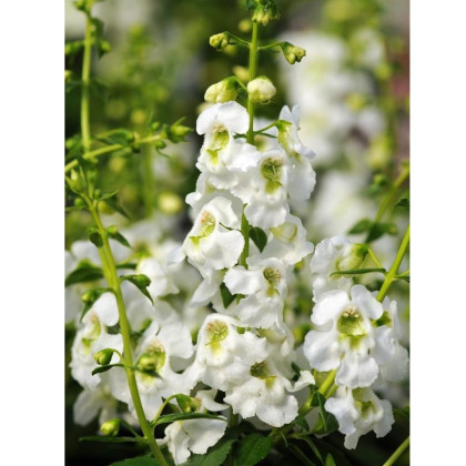Angelónia úzkolistá Serenita white - Angelonia angustifolia - predaj semien - 6 ks