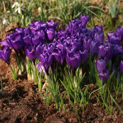 Krókus Remembrance - Crocus vernus - predaj cibuľovín - 3 ks