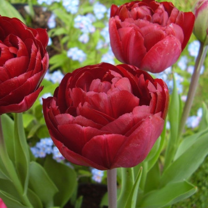 Tulipán Uncle Tom - Tulipa - predaj cibuľovín - 3 ks