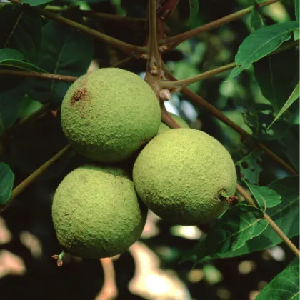 Orech čierny - Juglans nigra - predaj semien - 2 ks