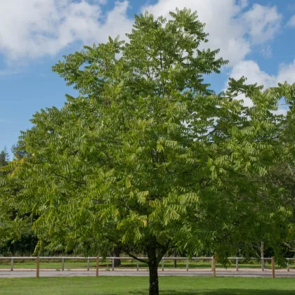 Orech čierny - Juglans nigra - predaj semien - 2 ks