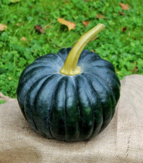 BIO Tekvica Black Futsu - Cucurbita moschata - predaj bio semien - 7 ks