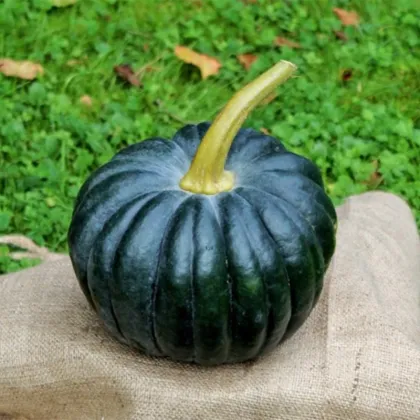 BIO Tekvica Black Futsu - Cucurbita moschata - predaj bio semien - 7 ks