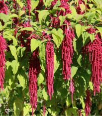 Láskavec chvostový - Amaranthus caudatus - predaj semien - 300 ks