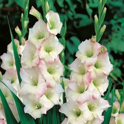 Gladiola Cream Perfection - Gladiolus - predaj cibuľovín - 3 ks