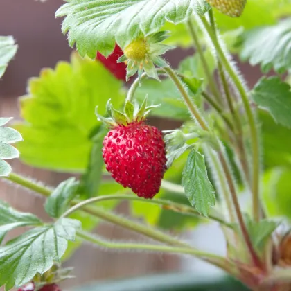 Jahodník lesný Mignonette - Fragaria vesca - predaj semien - 15 ks ​