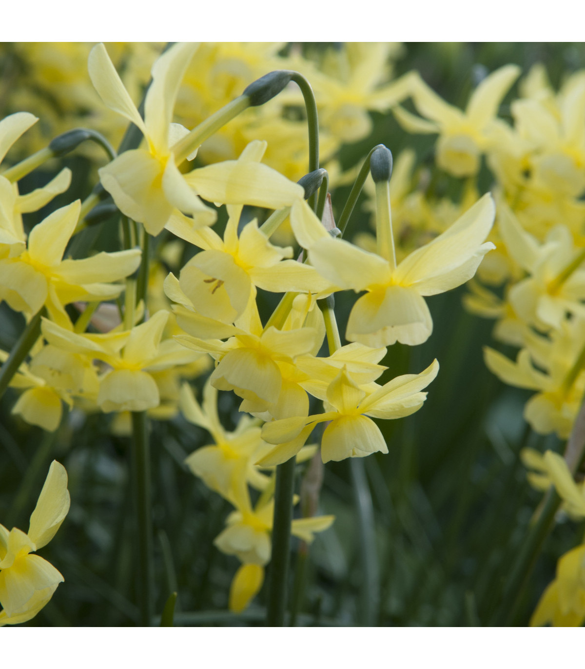 Narcis Hawera - Narcissus - predaj cibuľovín - 3 ks