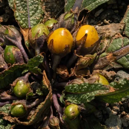 Mandragora lekárska - Mandragora officinalis - predaj semien - 6 ks ​