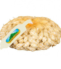 Cibuľa sadzačka Snowball - Allium cepa - predaj cibuliek - 500 g