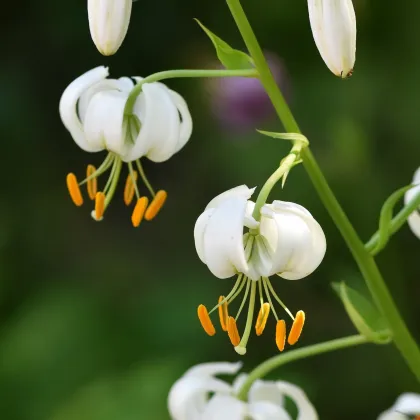 Ľalia Martagon Snowy Morning - Lilium martagon - predaj cibuľovín - 1 ks