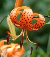 Ľalia Tigrinum - Lilium - predaj cibuľovín - 1 ks