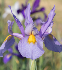 Kosatec holandský Carmen - Iris hollandica - predaj cibuľovín - 3 ks