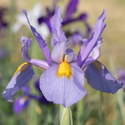 Kosatec holandský Carmen - Iris hollandica - predaj cibuľovín - 3 ks