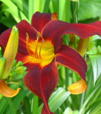 Ľaliovka Black Prince - Hemerocallis - predaj cibuľovín - 1 ks ​