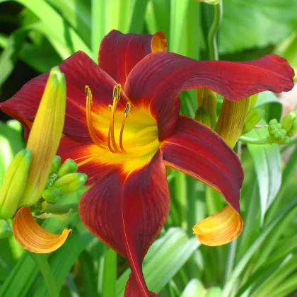 Ľaliovka Black Prince - Hemerocallis - predaj cibuľovín - 1 ks ​