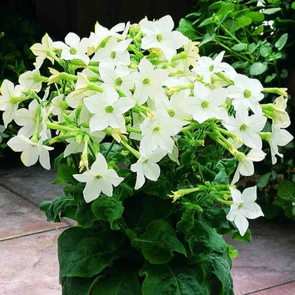 Tabak Saratoga biely F1 - Nicotiana x alata - predaj semien - 30 ks