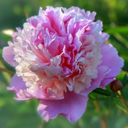 Pivónia Sorbet - Paeonia - predaj cibuľovín - 1 ks