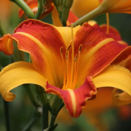 Ľaliovka Frans Halls - Hemerocallis - predaj cibuľovín - 1 ks