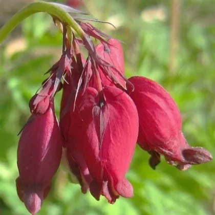 Srdcovka Bacchannal - Dicentra formosa - predaj cibuľovín - 1 ks