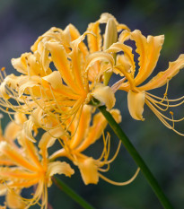 Pavúčia ľalia - Lycoris aurea - predaj cibuľovín - 1 ks