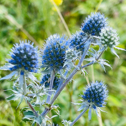 Kotúč modrý - Eryngytum planum - predaj semien - 20 ks