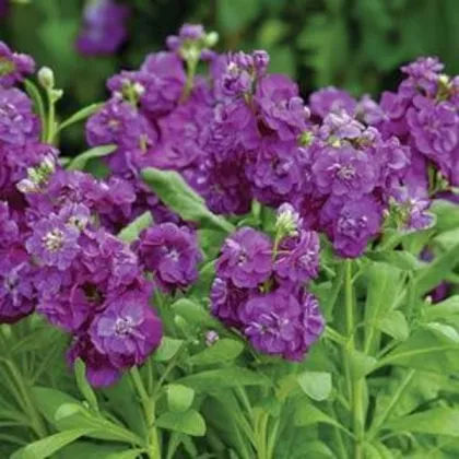 Fiala Hot cakes - Matthiola incana - predaj semien - 40 ks ​