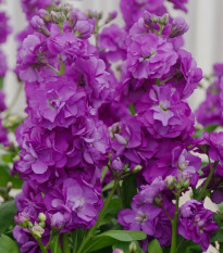 Fiala Hot cakes - Matthiola incana - predaj semien - 40 ks ​